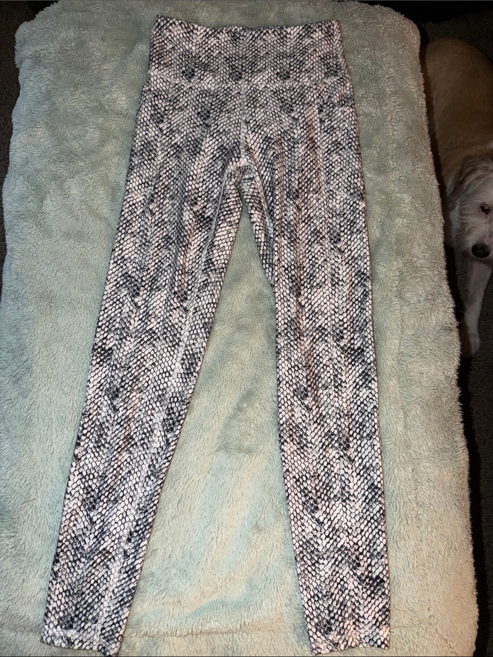 Women's Black & White Snake-Print Stretch Leggings